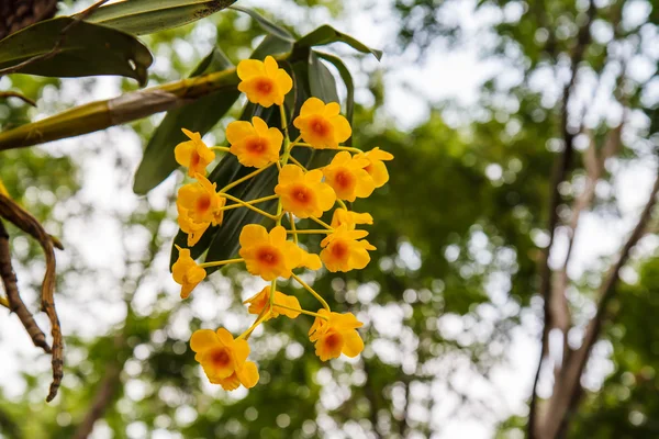 Wilde Orchidee im Sommer — Stockfoto