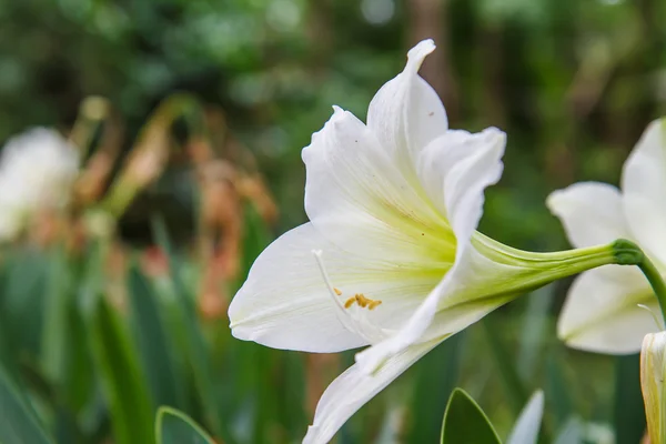 Hippeastrum στον κήπο — Φωτογραφία Αρχείου