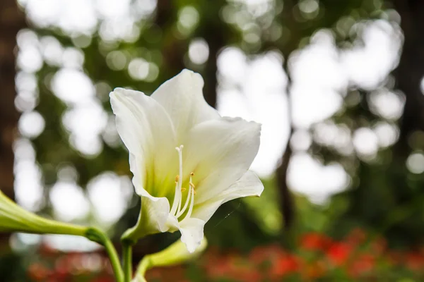 Hippeastrum στον κήπο — Φωτογραφία Αρχείου