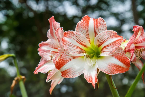 Hippeastrum no jardim — Fotografia de Stock