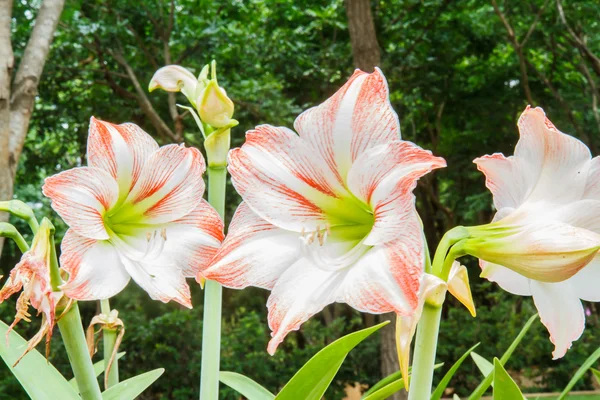 Hippeastrum in de tuin — Stockfoto