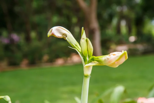 Hippeastrum en el jardín — Foto de Stock