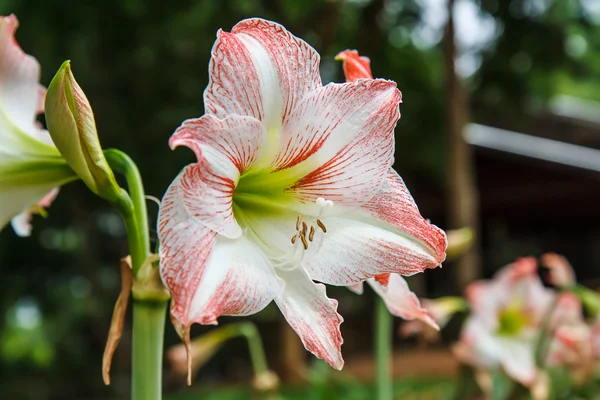 Hippeastrum en el jardín — Foto de Stock