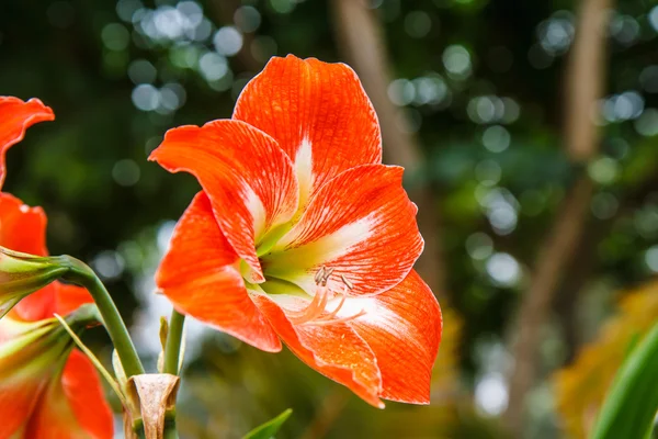 Hippeastrum dans le jardin — Photo