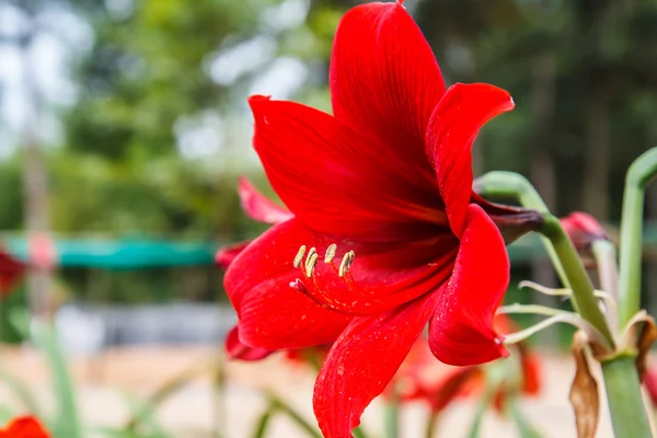 Hippeastrum in giardino — Foto Stock