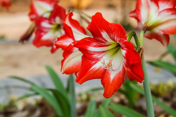 Bahçedeki Hippeastrum
