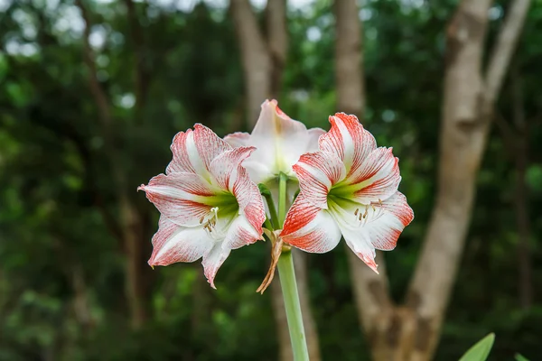 Hippeastrum no jardim — Fotografia de Stock