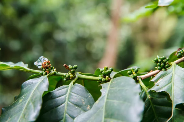 Coffee trees — Stock Photo, Image