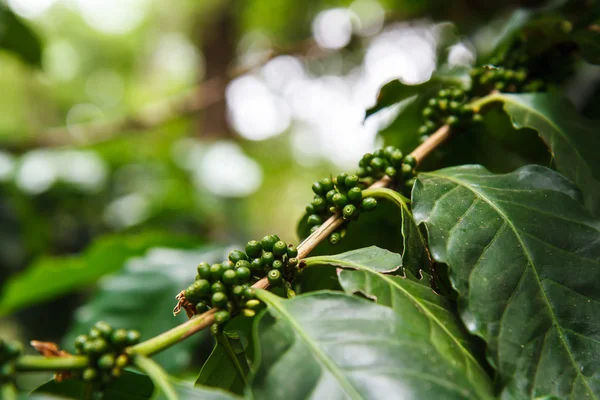 Coffee trees — Stock Photo, Image