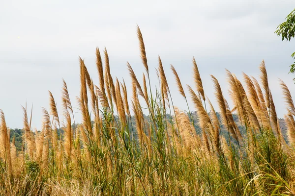 Grass flowers — Stock Photo, Image