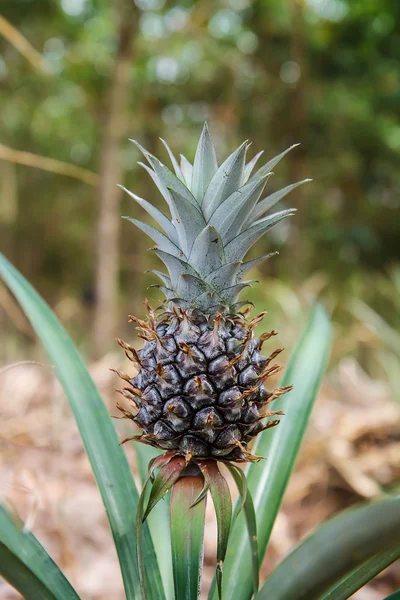 Ananas dans le jardin — Photo