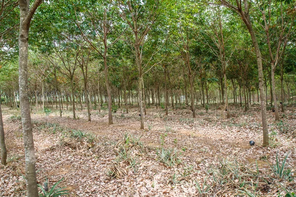 Borracha Tailândia — Fotografia de Stock