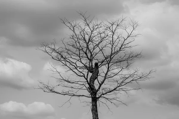 Droge boom in de natuur — Stockfoto