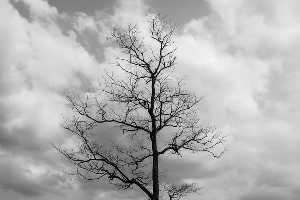 Trockener Baum in der Natur — Stockfoto