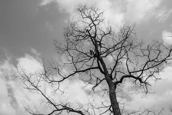 Albero secco in natura — Foto Stock