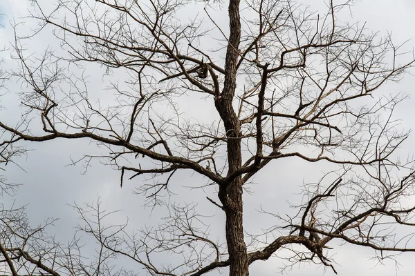 Albero secco in natura — Foto Stock