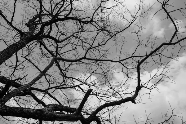 Trockener Baum in der Natur — Stockfoto