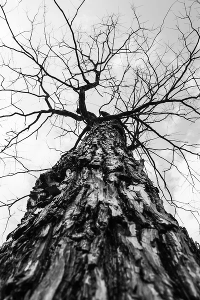 Trockener Baum in der Natur — Stockfoto