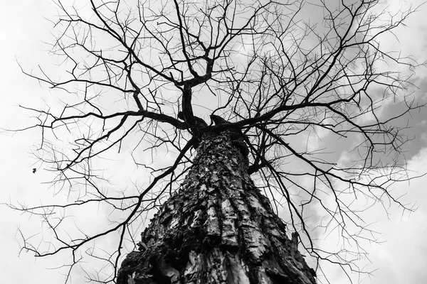 Trockener Baum in der Natur — Stockfoto