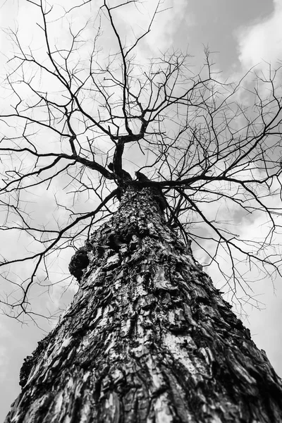Suche drzewo w przyrodzie — Zdjęcie stockowe