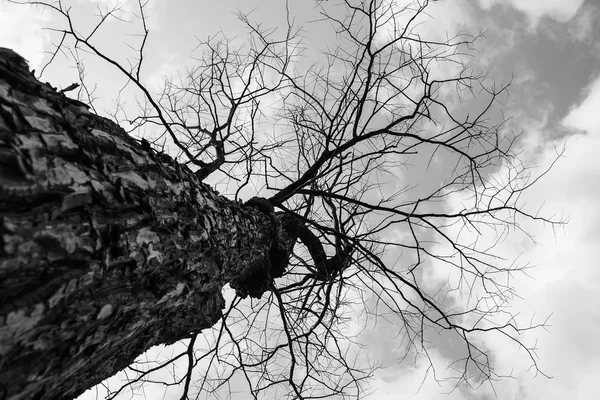 Trockener Baum in der Natur — Stockfoto