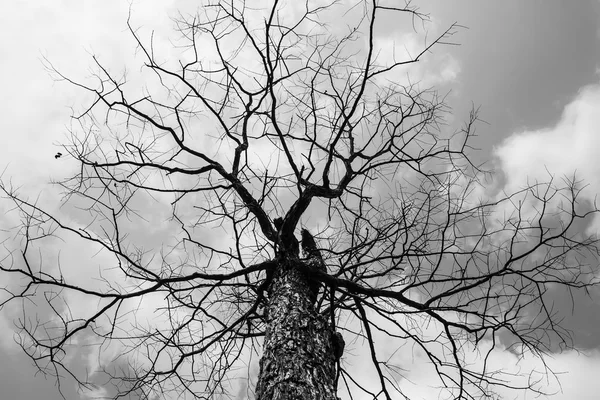 在自然中的枯树 — 图库照片