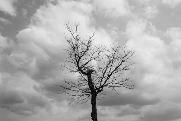 Droge boom in de natuur — Stockfoto