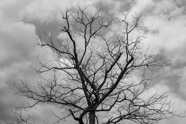 Száraz fa, a természetben — Stock Fotó