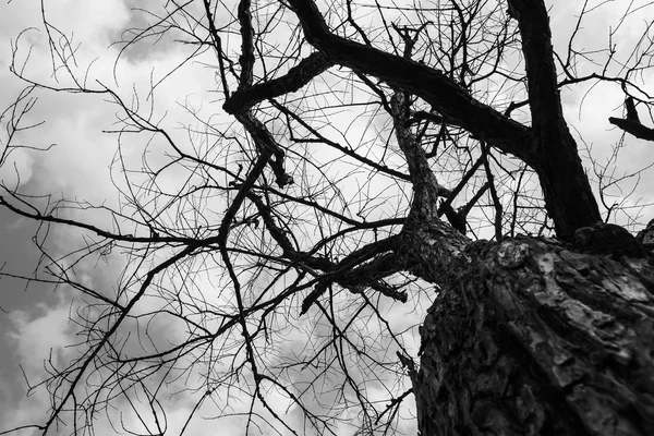 Trockener Baum in der Natur — Stockfoto