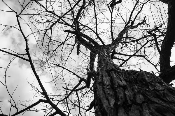 Doğada kuru ağaç — Stok fotoğraf