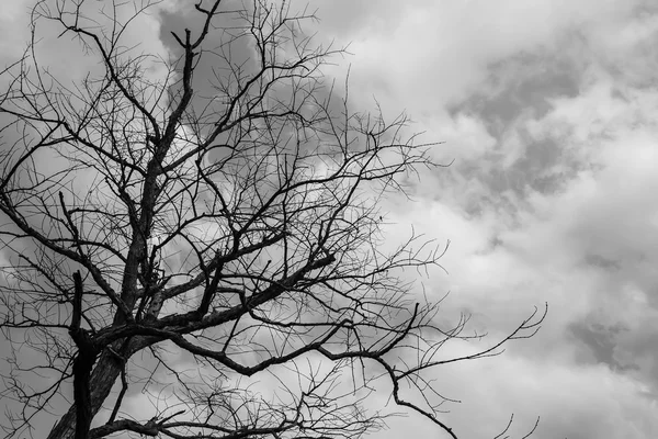 Сухе дерево в природі — стокове фото