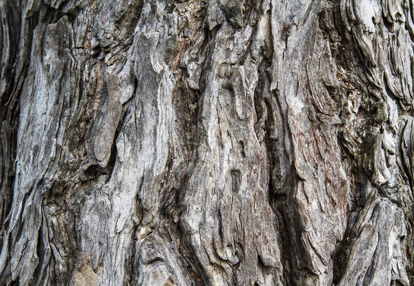 Écorce sèche de l'arbre texture fond — Photo