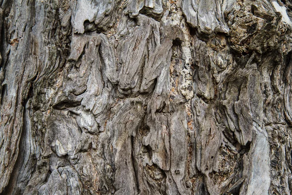 Corteza de árbol seco textura fondo —  Fotos de Stock