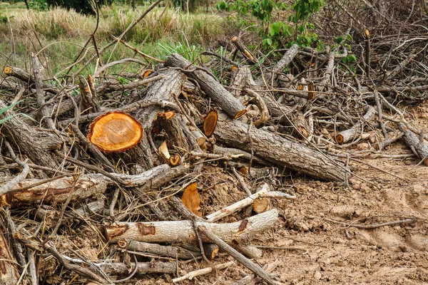 Dry tree is cut pile. — Stock Photo, Image