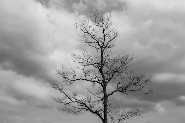 Droge boom in de natuur — Stockfoto