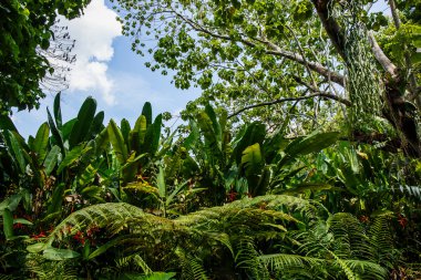 meşale zencefil çiçeği