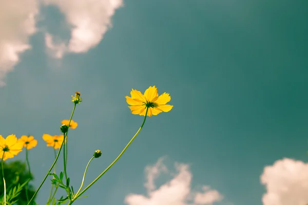 Kosmos gelbe Blumen mit einem Hintergrund des Himmels. — Stockfoto