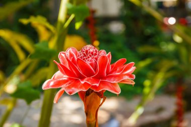 meşale zencefil çiçeği