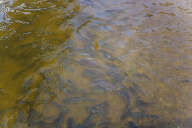 Satılık torbada kurutulmuş meyve Paketli