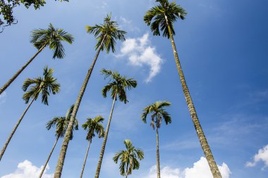 Satılık torbada kurutulmuş meyve Paketli