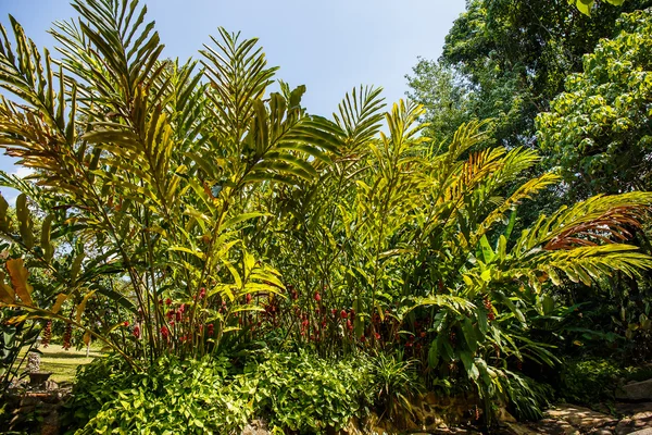 Fackel Ingwerblüte — Stockfoto