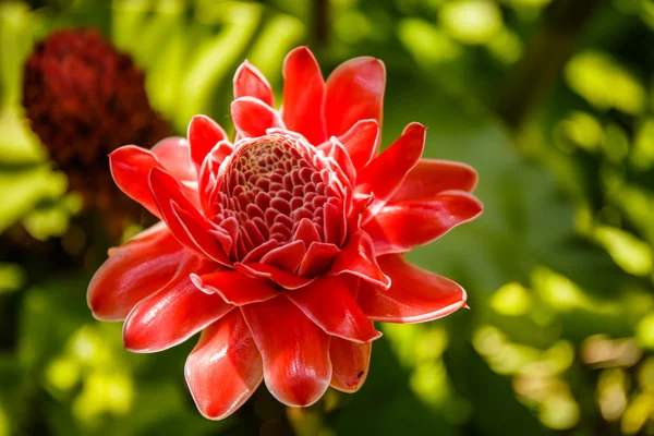 Flor de gengibre tocha — Fotografia de Stock