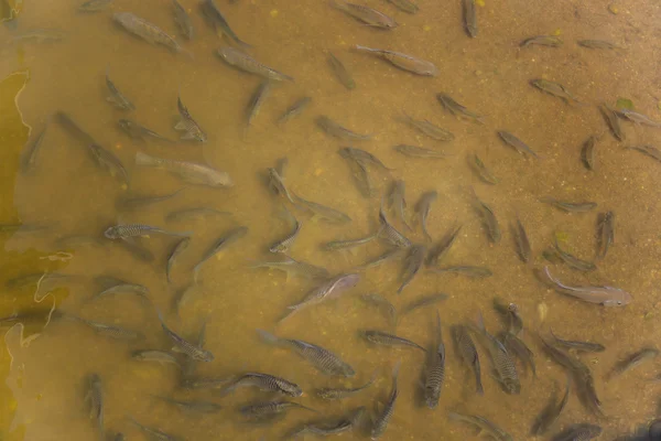Ryby w stawie Tajlandia — Zdjęcie stockowe