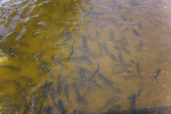 Fische im Teich — Stockfoto