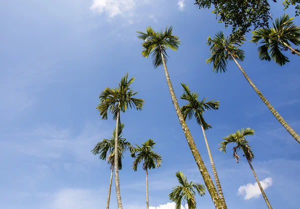 Palm trees in the garden — Stock Photo, Image