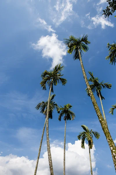 Palmbomen in de tuin — Stockfoto