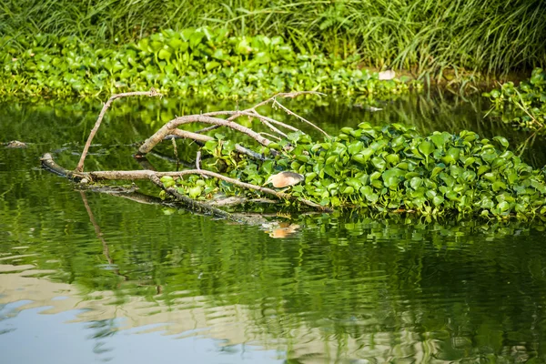 Ganesch geschnitztes Holz — Stockfoto