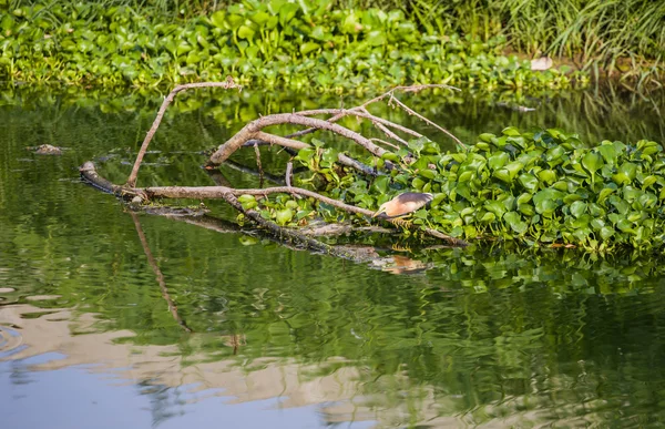 Fåglar äter fisken i vattnet — Stockfoto