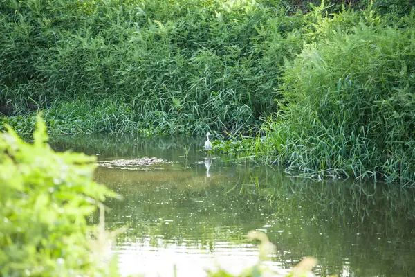 Vögel fressen die Fische im Wasser — Stockfoto