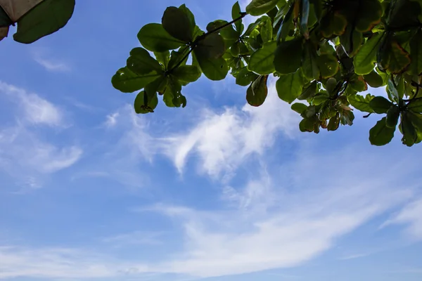 Pattern of clouds in the sky